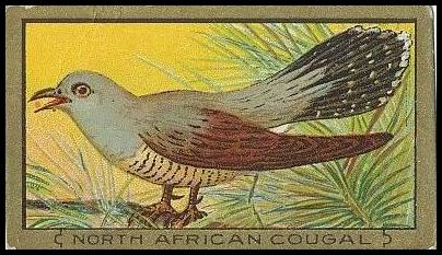 80 North African Cougal